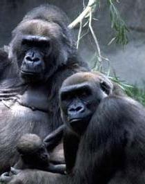 gorilas_2009