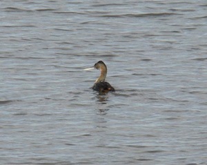 estudaiobahiablanca3